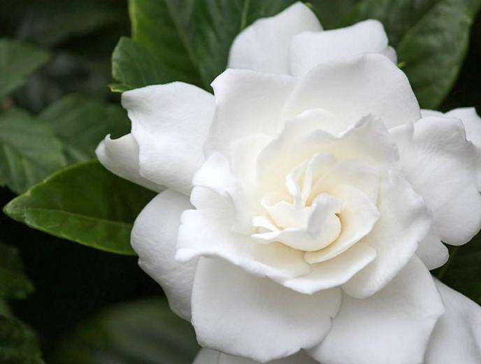 Gardenia Jasminoides Belmont Cape Jasmine Gardenia Jasminoides Belmont Cape, Picture Of Gardenia