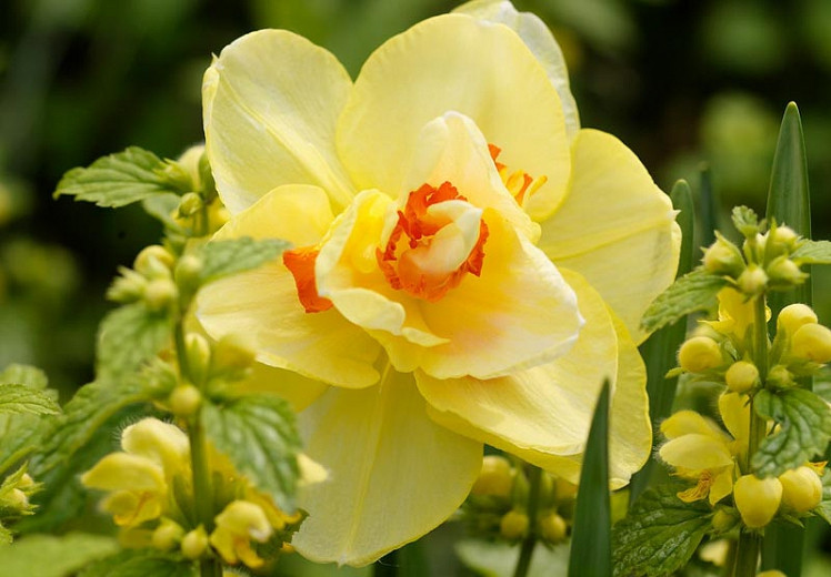 Narcissus Tahiti, Daffodil Tahiti, Narcisse Tahiti, Double Daffodil 'Tahiti', Double Narcissus 'Tahiti', Spring Bulbs, Spring Flowers, Double narcissus, Mid-season Daffodil, Mid Spring Daffodil, Mid Spring Narcissus, Yellow Daffodil