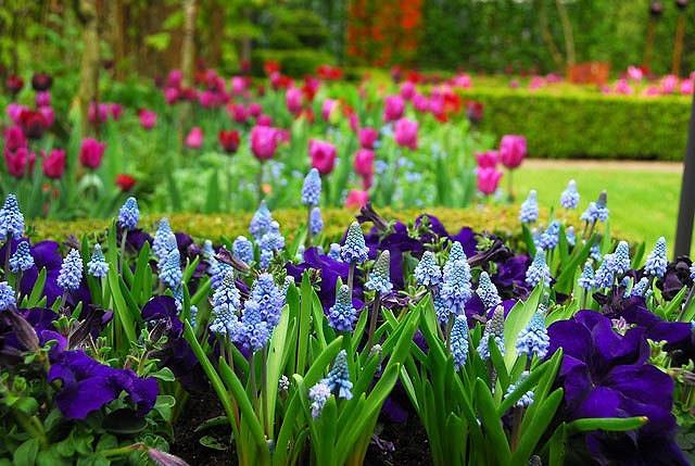 Muscari Azureum, Azure Grape Hyacinth, Pseudomuscari Azureum, Hyacinthus Azureus, Hyacinthella Azurea, Muscari Pseudomuscari, Spring Bulbs, Spring Flowers, mid spring bulb, blue spring flower