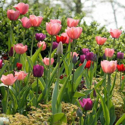 Tulipa Cassini,Tulip 'Cassini', Triumph Tulip 'Cassini', Triumph Tulips, Spring Bulbs, Spring Flowers, Tulipe Cassini,Red Tulips, Tulipes Triomphe, Mid late spring tulips