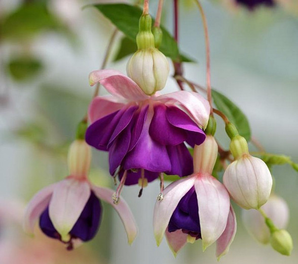 Fuchsia Lena, Hardy Fuchsia, Flowering Shrub, Purple Flowers, Pink Flowers, Hanging baskets