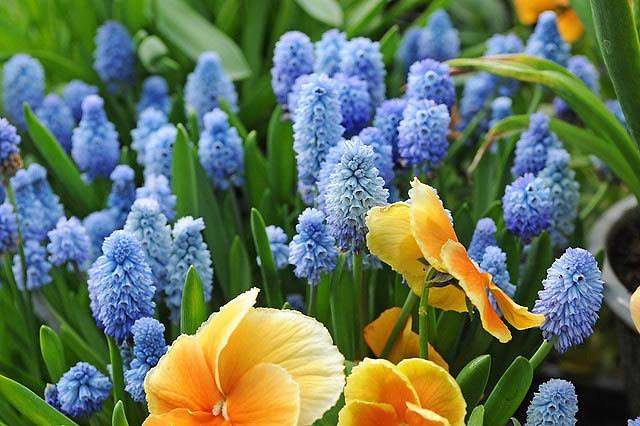 Muscari Azureum, Azure Grape Hyacinth, Pseudomuscari Azureum, Hyacinthus Azureus, Hyacinthella Azurea, Muscari Pseudomuscari, Spring Bulbs, Spring Flowers, mid spring bulb, blue spring flower