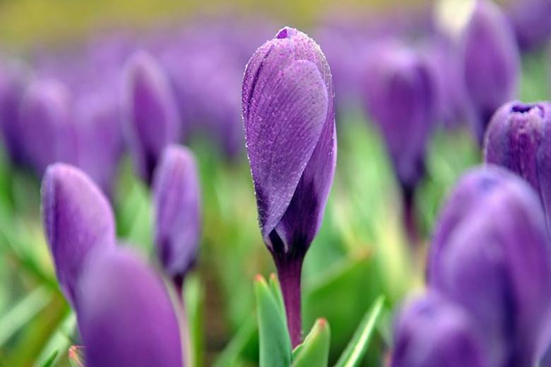 Crocus vernus Remembrance, Dutch Crocus 'Remembrance', Crocus 'Remembrance', Spring Bulbs, Spring Flowers ,Giant Dutch crocus, Dutch crocus, Early Spring bulbs, Violet bulb, Blue bulb, Early flowering bulb