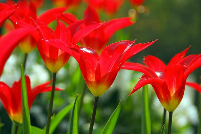 Tulipa Dyanito, Tulip 'Dyanito', Lily-Flowered Tulip 'Dyanito', Lily-Flowering Tulip 'Dyanito', Lily-Flowered Tulips, Spring Bulbs, Spring Flowers, Tulipe Dyanito,Lily Flowered Tulip, Red tulip, late season tulip, late spring tulip,mid season tulip, mid s