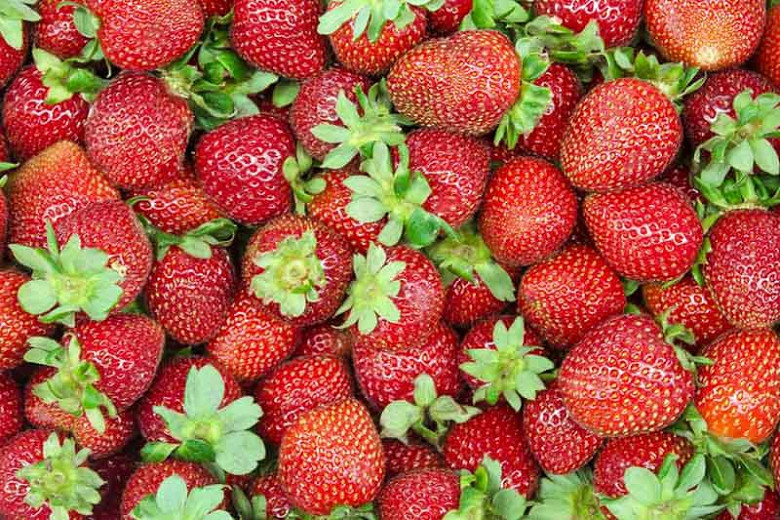 Fragaria × ananassa 'Allstar', Junebearing Strawberry 'Allstar', Strawberry 'Allstar', evergreen shrub, Strawberries, Red Fruit, White flowers