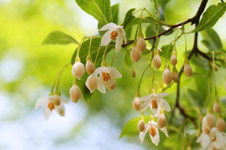 Styrax japonicus, Fragrant Snowbell, Snowflake Flower, Spring flowers, fragrant flowers, fragrant trees, white flowers
