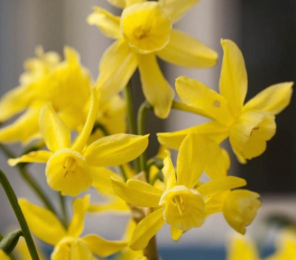 Narcissus Hawera, Daffodil 'Hawera', Triandrus Daffodil 'Hawera', Triandrus Daffodils, Angel's Tears, Spring Bulbs, Spring Flowers, Dwarf daffodil, mid spring daffodil, late spring bloomer, Triandrus Narcissus, yellow daffodil