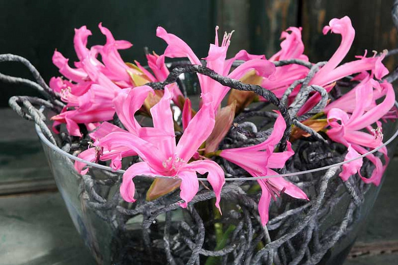 Set Bowden Lily Bulbs to plant yourself Nerine bowdenii, white, pink and red 