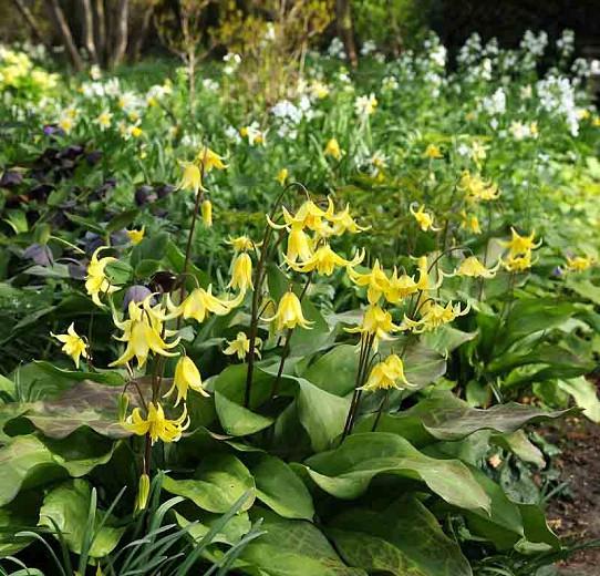 Erythronium Pagoda Dog Tooth Violet Erythronium Pagoda Dog Tooth Violet