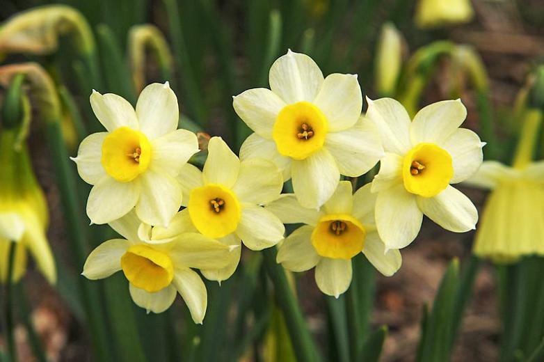 Narcissus Minnow, Daffodil Minnow, Tazetta Daffodil 'Minnow', Spring Bulbs, Spring Flowers, Tazetta daffodils, Miniature daffodils, Daffodils for indoor forcing,Narcissus, fragrant daffodil