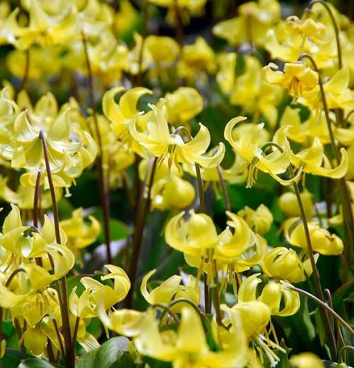 Erythronium 'Pagoda',Dog's Tooth Violet 'Pagoda', Trout Lily, Glacier Lily, Erythronium tuolumnense 'Pagoda', Yellow flowers, perennials for shade