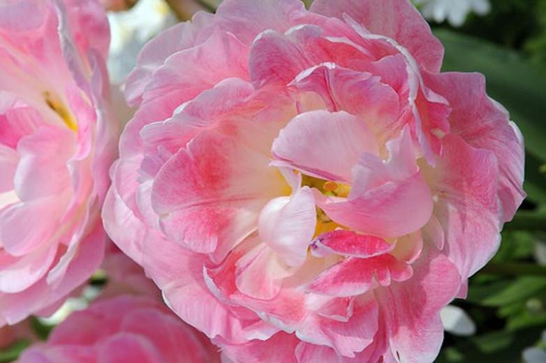 Tulipa Peach Blossom Double Early Tulip Tulipa Peach Blossom Double Early Tulip