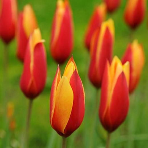 Tulip Clusiana var Chrysantha, Tulip Clusiana Tubergen's Gem,Tulipa Clusiana Tubergen's Gem, Tulipe Clusiana Tubergen's Gem,Golden Lady Tulip, Lady Tulip, Candlestick Tulip, Tulipa Chrysantha, Tulipa stellata var. Chrysantha, Botanical Tulips, Tulip Speci