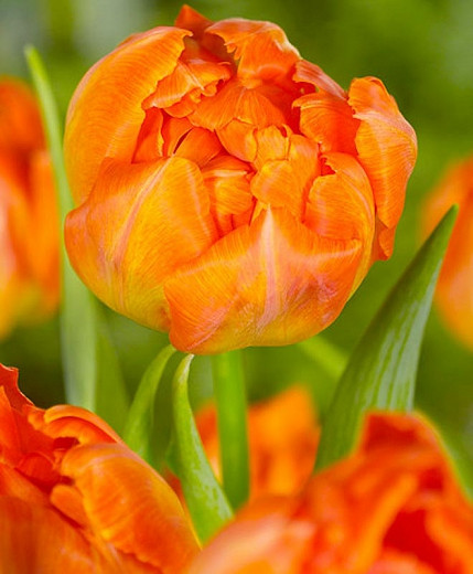 Tulipa 'Orca', Tulip 'Orca', Double Early Tulip 'Orca', Double Early Tulips, Spring Bulbs, Spring Flowers, Orange Tulip, Tulip Bulbs, Tulips, Tulip, Tulip Popular