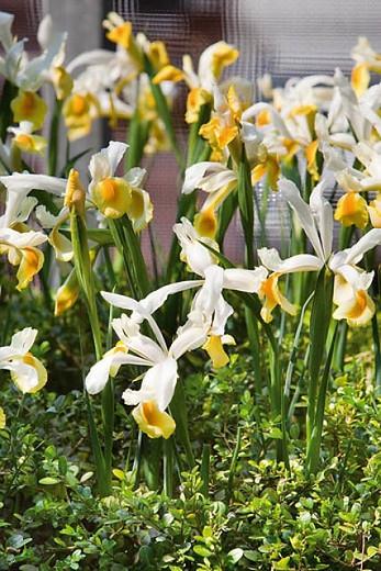Iris Hollandica, Dutch Iris, Mid spring blooms, Late spring blooms, Iris Apollo, White Iris