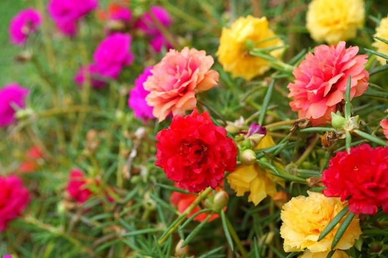 Portulaca Grandiflora Moss Rose