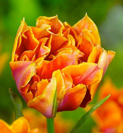 Tulipa 'Willem van Oranje', Tulip 'Willem van Oranje', Double Early Tulip ''Willem van Oranje', Double Early Tulips, Orange Tulip, Tulip Bulbs, Tulips, Tulip, Tulip Popular, Spring Bulbs, Spring Flowers