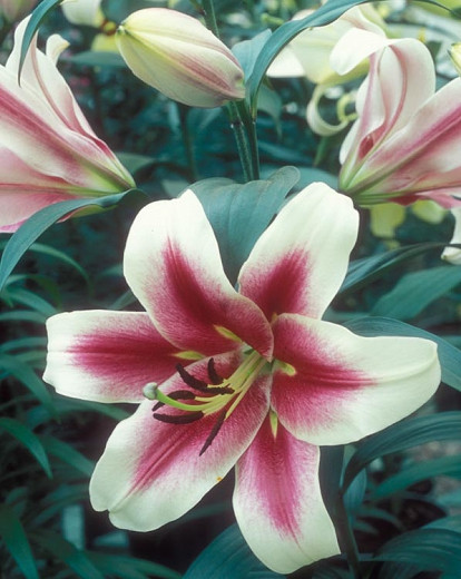 Lilium 'Altari', Lilium 'Altari', Lily 'Altari', Lily 'Altari', Oriental Lily 'Altari', Oriental Trumpet Lily, Orienpet Lily, Oriental Trumpet Lilies, Orienpet Lilies, Pink Lilies, Bicolo