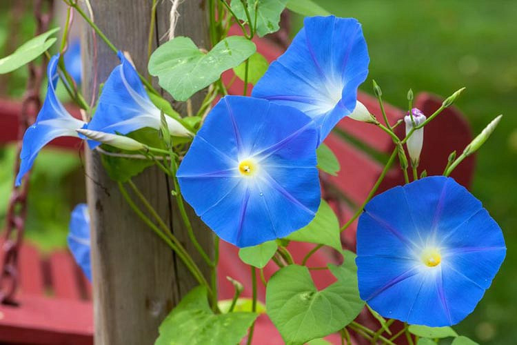 Ipomoea Tricolor Heavenly Blue,Morning Glory 'Heavenly Blue', Grannyvine 'Heavenly Blue', Ipomoea rubrocoerulea, Annual Vine, Blue Flowers, 
