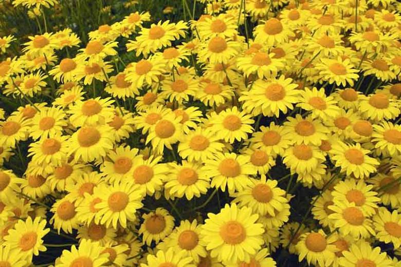 Anthemis Tinctoria 'Kelwayii' (Golden Marguerite), Golden Marguerite 'Kelwayii', Golden Chamomile 'Kelwayii', Oxeye Chamomile 'Kelwayii', Dyer's Chamomile 'Kelwayii', Drought tolerant perennials, Yellow perennial flowers,