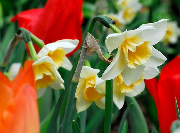 Narcissus Bell Song, Daffodil 'Bell Song', Jonquil 'Bell Song', Jonquil Daffodils, Jonquilla Daffodils, Spring Bulbs, Spring Flowers, white daffodil, fragrant daffodil