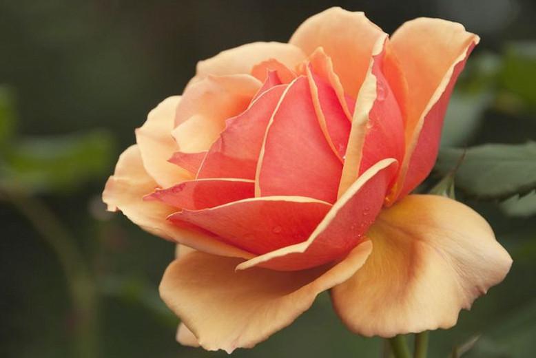 Rosa 'Anna's Promise', Rose 'Anna's Promise', Rosa 'WEKdoofat', Grandiflora Roses, Shrub Roses, Orange roses, Shrub roses, Bicolor Roses, Rose bush