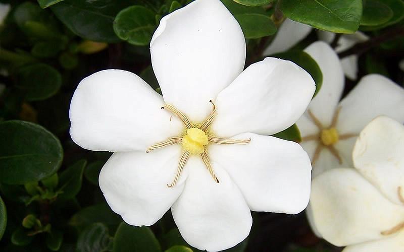 Gardenia jasminoides Daisy, Cape Jasmine 'Daisy', Daisy Cape Jasmine, Cape Jessamine 'Daisy', Fragrant flowers, evergreen shrub, White flowers, Fragrant flowers, evergreen shrub, White flowers