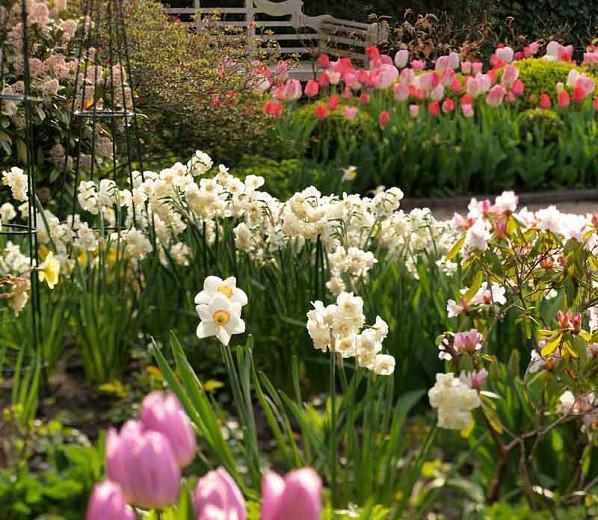 Narcissus Cheerfulness Double Daffodil