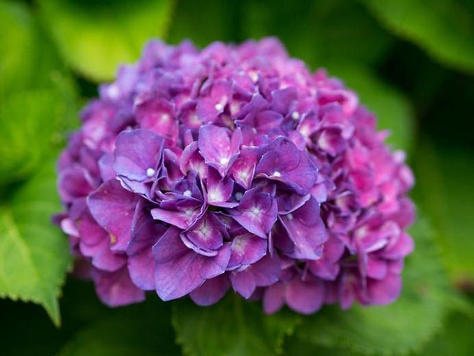 Hydrangea macrophylla 'Merritt's Supreme'