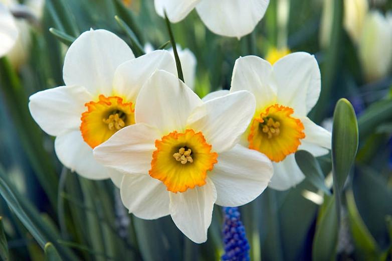Narcissus 'Flower Record' (Large-Cupped Daffodil)