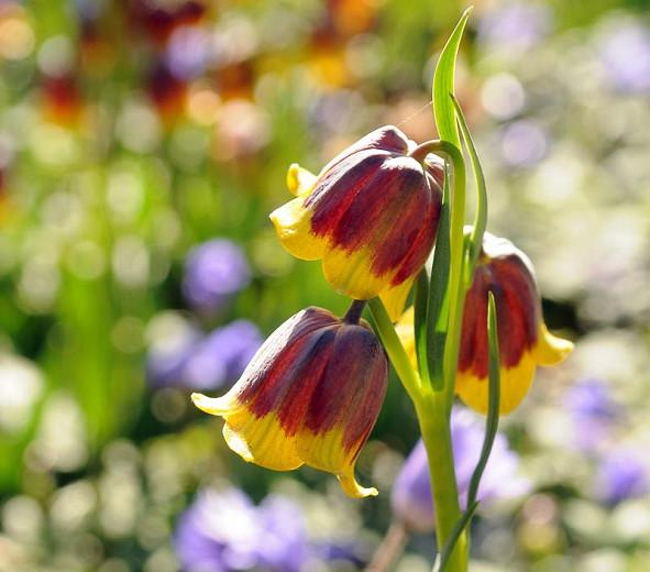 Fritillaria michailovskyi, Michael’s Flower, Michailovski Fritillary, Spring Bloom, Mid Spring bloom, Late Spring bloom