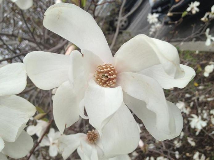 10  MERRILL LOEBNER MAGNOLIA SEEDS Magnolia × loebneri  /" merrill /"