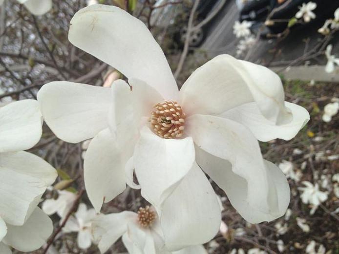 10 MERRILL LOEBNER MAGNOLIA SEEDS Magnolia × loebneri /" merrill /"