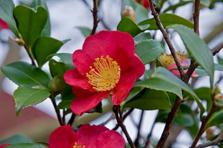 Camellia x Vernalis 'Yuletide', Camellia 'Yuletide', 'Yuletide' Camellia, Camellia sasanqua 'Yuletide, Fall Blooming Camellias, Winter Blooming Camellias, Spring Blooming Camellias, Early to Mid Season Camellias, Red Flowers, Red Camellias