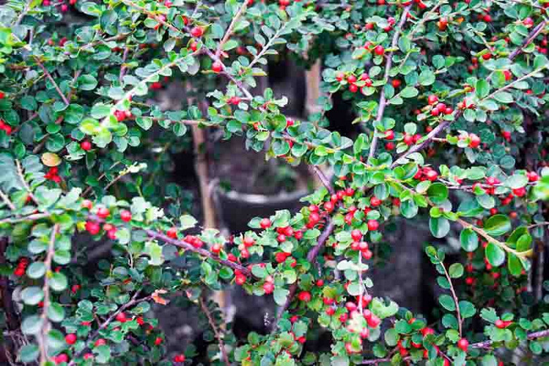 Cotoneaster horizontalis, Rock Cotoneaster, Wall Spray, Rock Spray, Wall Cotoneaster, Deciduous Shrub, Hardy Shrub, Shrub with berries, Red Berries, Groundcover