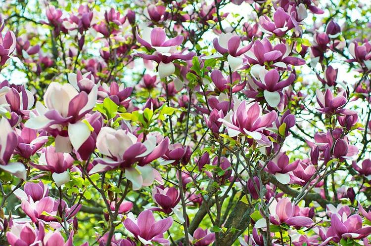 Magnolia × soulangeana Lennei, Lennei Saucer Magnolia, Lennei Tulip Magnolia, Lennei Chinese Magnolia, Red magnolia, Pink magnolia, Winter flowers, Spring flowers, Red flowers, Pink flowers, fragrant flowers