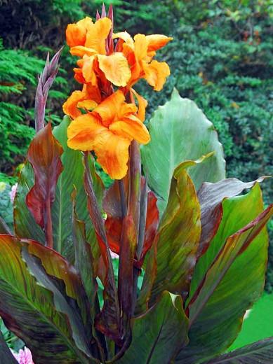 Canna 'Wyoming', Indian Shot 'Wyoming', Cana Lily Wyoming, Canna Lily bulbs, Canna lilies, Orange Canna Lilies