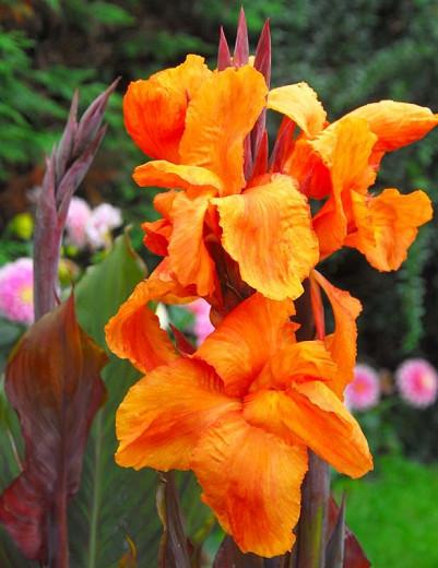 Canna 'Wyoming', Indian Shot 'Wyoming', Cana Lily Wyoming, Canna Lily bulbs, Canna lilies, Orange Canna Lilies