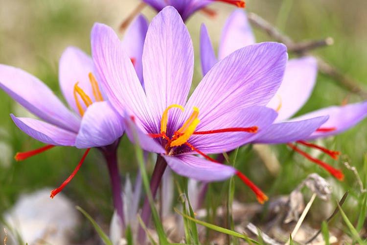 Crocus Sativus,  Saffron Crocus, Autumn Crocus, Saffron, purple flowers
