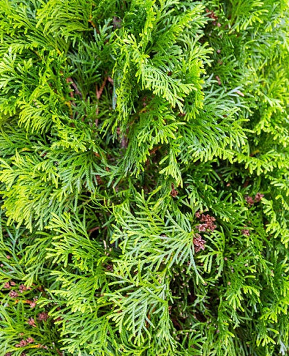 Thuja Occidentalis 'Degroot's Spire', American Arborvitae, Degroot's Spire Arborvitae, Evergreen Shrub, Evergreen Tree, Fragrant Shrub, Fragrant Tree
