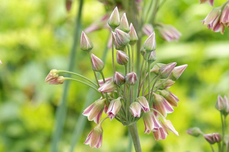 Nectaroscordum siculum (Sicilian Honey Garlic)