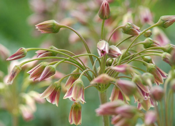 Nectaroscordum siculum (Sicilian Honey Garlic)