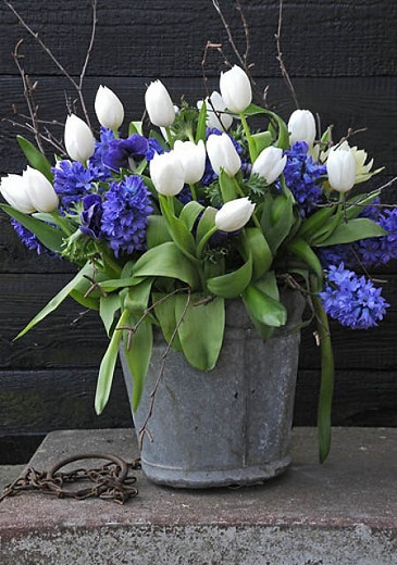 Hyacinthus Orientalis 'Blue Star', Hyacinth ''Blue Star', Dutch Hyacinth, Hyacinthus Orientalis, Common Hyacinth, Spring Bulbs, Spring Flowers, blue hyacinth, blue flower