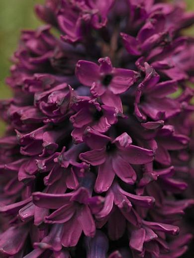 Hyacinthus Orientalis 'Woodstock', Hyacinth 'Woodstock', Dutch Hyacinth, Hyacinthus Orientalis, Common Hyacinth, Spring Bulbs, Spring Flowers, purple hyacinth, hyacinth,early spring bloomer, mid spring bloomer,Woodstock