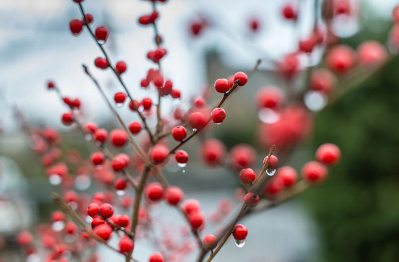 Ilex Verticillata 'Winter Red', Winterberry 'Winter Red', Red berries, evergreen shrub, American winterberry, Aquifoliaceae, Berry, holly, Ilex, winter shrub