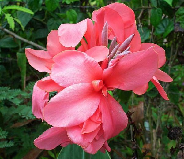 Rhizome Root Bright Pink Flower Blooms 3 Canna Lily Princess Pink BEAUTY Lot Of