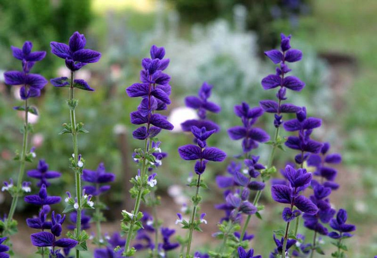 Salvia Horminum 'Blue', Annual Sage 'Blue', Salvia Viridis 'Blue', Annual Clary 'Blue', Blue Sage, Blue Salvia