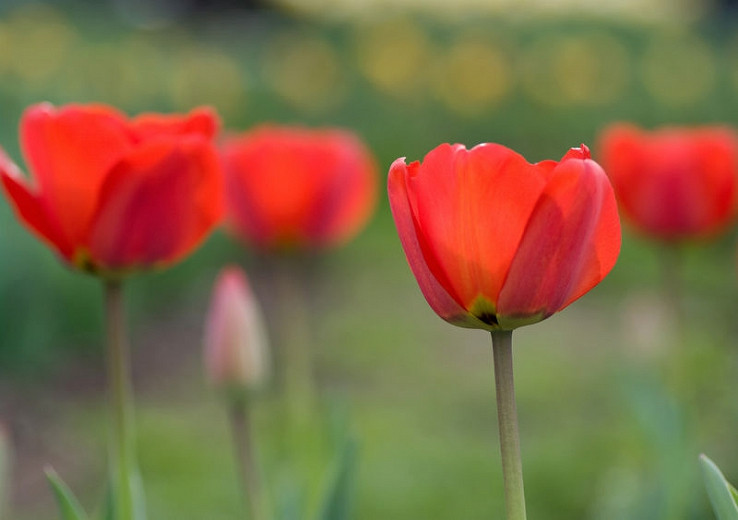 Tulipa Bastogne,Tulip 'Bastogne', Triumph Tulip 'Bastogne', Triumph Tulips, Spring Bulbs, Spring Flowers, Tulipe Bastogne, Red Tulips, Tulipes Triomphe, Mid spring tulips, Late spring tulips, sturdy tulips