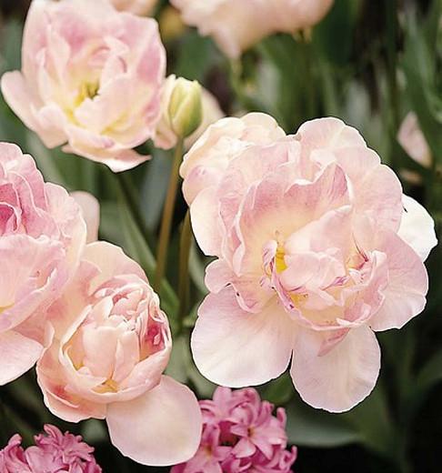 Tulipa 'Angelique', Tulip 'Angelique', Double Late Tulip 'Angelique', Double Late Tulips, Spring Bulbs, Spring Flowers, Pink Tulip, Double Late Tulip