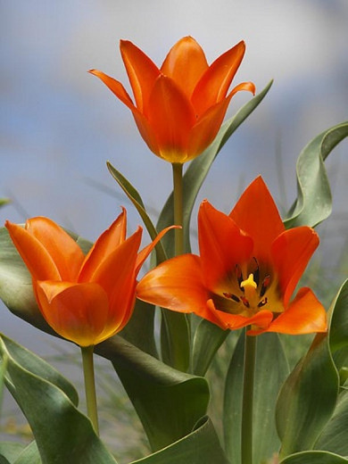 Tulipa Toronto,Tulip 'Toronto', Greigii Tulip 'Toronto', Greigii Tulips, Spring Bulbs, Spring Flowers, Tulipe Toronto, orange tulips
